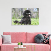 Zwarte Senior Pommeren Canvas Afdruk (Insitu (Woonkamer))