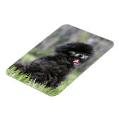 Zwarte Senior Pommeren Magneet (Linkerzijde)