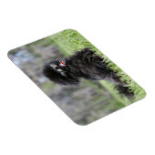 Zwarte Senior Pommeren Magneet (Rechterzijde)
