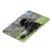 Zwarte Senior Pommeren Magneet (Linkerzijde)