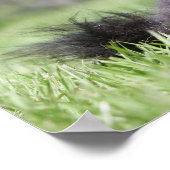 Zwarte Senior Pommeren Poster (Hoek)