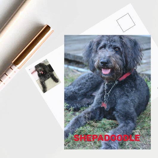 Zwarte Shepadoodle-hond fotografisch Briefkaart