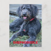 Zwarte Shepadoodle-hond fotografisch Briefkaart (Voorkant)