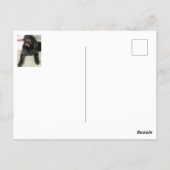 Zwarte Shepadoodle-hond fotografisch Briefkaart (Achterkant)