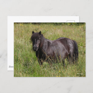 Zwarte Shetland Stallion in gras Briefkaart