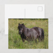 Zwarte Shetland Stallion in gras Briefkaart (Voorkant / Achterkant)