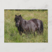 Zwarte Shetland Stallion in gras Briefkaart (Voorkant)