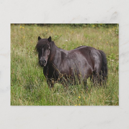 Zwarte Shetland Stallion in gras Briefkaart (Voorkant)