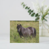 Zwarte Shetland Stallion in gras Briefkaart (Staand voorkant)
