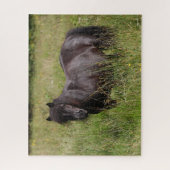 Zwarte Shetland Stallion in gras Legpuzzel (Verticaal)
