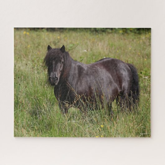 Zwarte Shetland Stallion in gras Legpuzzel (Horizontaal)