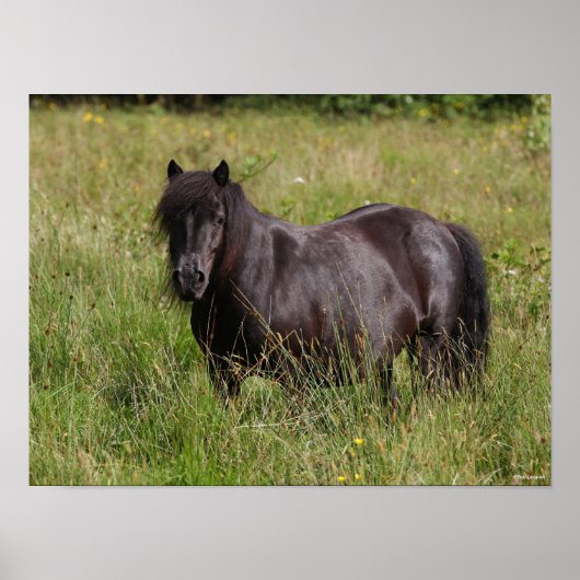 Zwarte Shetland Stallion in gras Poster (Voorkant)