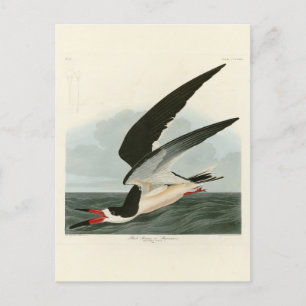 Zwarte Skimmer, Shearwater Audubon Birds of Americ Briefkaart