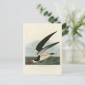 Zwarte Skimmer, Shearwater Audubon Birds of Americ Briefkaart (Staand voorkant)
