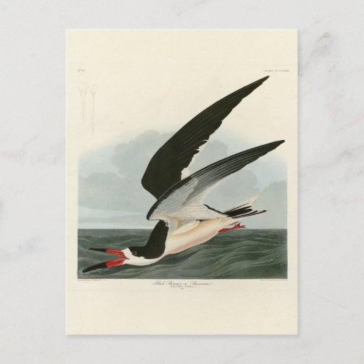 Zwarte Skimmer, Shearwater Audubon Birds of Americ Briefkaart (Voorkant)