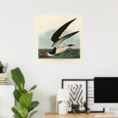 Zwarte Skimmer, Shearwater Audubon Birds of Americ Poster (Thuiskantoor)
