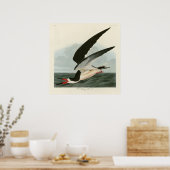 Zwarte Skimmer, Shearwater Audubon Birds of Americ Poster (Keuken)