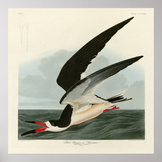 Zwarte Skimmer, Shearwater Audubon Birds of Americ Poster (Voorkant)