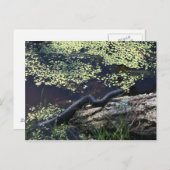 Zwarte slang #6543 Briefkaart (Voorkant / Achterkant)