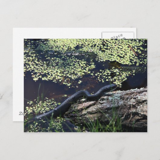 Zwarte slang #6543 Briefkaart (Voorkant / Achterkant)