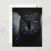 zwarte slang briefkaart (Voorkant / Achterkant)