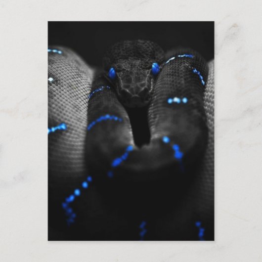 zwarte slang briefkaart (Voorkant)