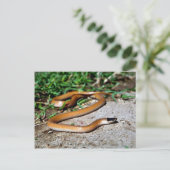 Zwarte slangen briefkaart (Staand voorkant)