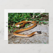 Zwarte slangen briefkaart (Voorkant / Achterkant)