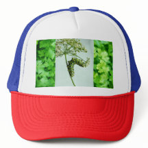 Zwarte slikstaart eten peterselie