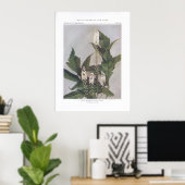 Zwarte Snakeroot; Zwarte Cohosh Poster (Thuiskantoor)