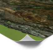 Zwarte sprinkhanboom die een nieuwe tak kweken poster (Hoek)