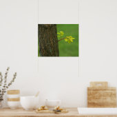 Zwarte sprinkhanboom die een nieuwe tak kweken poster (Keuken)