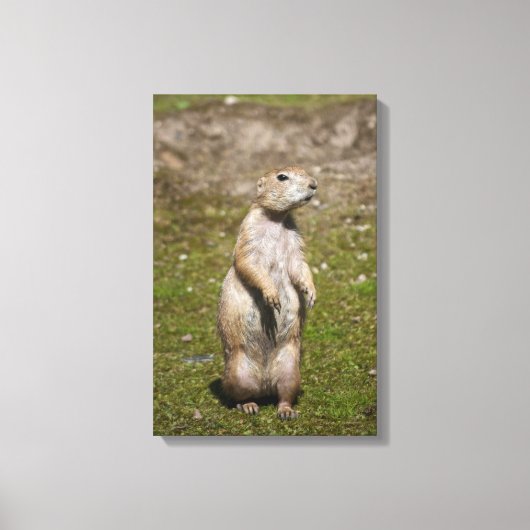 Zwarte staarthond canvas afdruk (Voorkant)