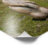 Zwarte staarthond foto afdruk (Hoek)