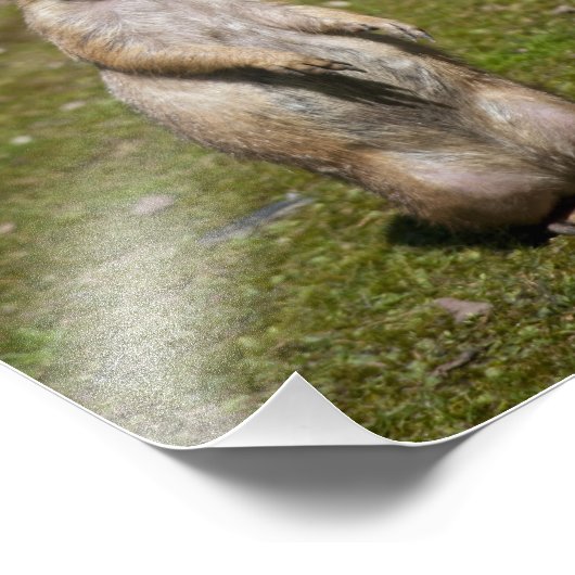 Zwarte staarthond foto afdruk (Hoek)