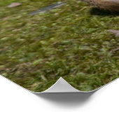 Zwarte staarthond poster (Hoek)