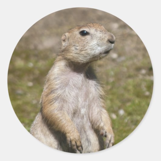 Zwarte staarthond ronde sticker (Voorkant)