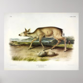 Zwarte-staartster, Mule Deer van Audubon Poster (Voorkant)