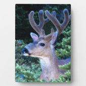 Zwarte-staartster | Nationaal Olympisch Park Fotoplaat (voorkant)