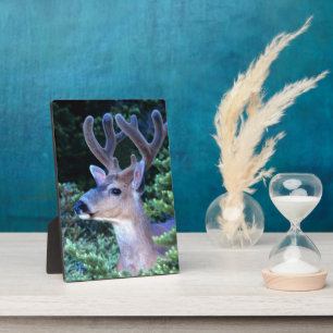 Zwarte-staartster Nationaal Olympisch Park Fotoplaat