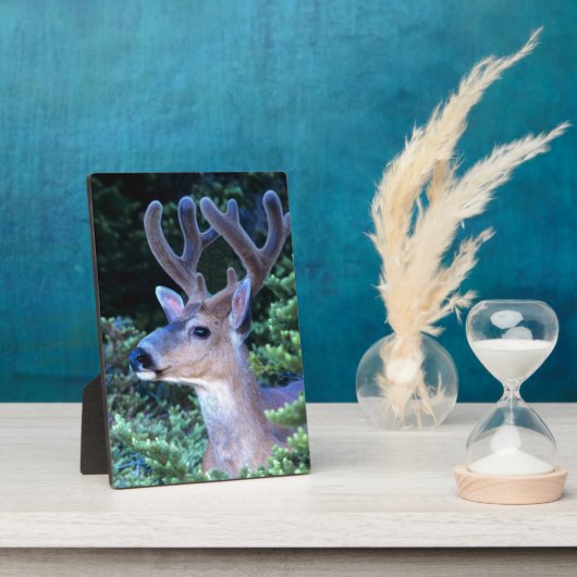 Zwarte-staartster | Nationaal Olympisch Park Fotoplaat (Zijkant)