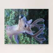 Zwarte-staartster | Nationaal Olympisch Park Legpuzzel (Horizontaal)