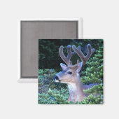 Zwarte-staartster | Nationaal Olympisch Park Magneet (Voorkant / Achterkant)