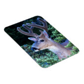 Zwarte-staartster | Nationaal Olympisch Park Magneet (Rechterzijde)