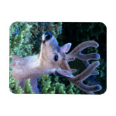 Zwarte-staartster | Nationaal Olympisch Park Magneet (Horizontaal)