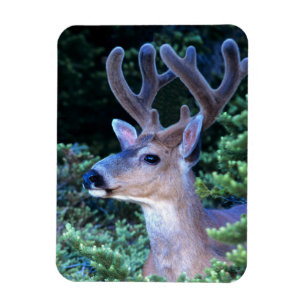 Zwarte-staartster Nationaal Olympisch Park Magneet