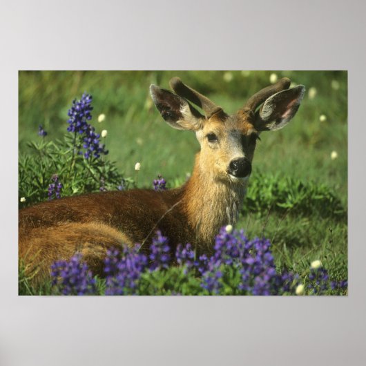 Zwarte-staartster, Odocoileus hemionus), in Poster (Voorkant)