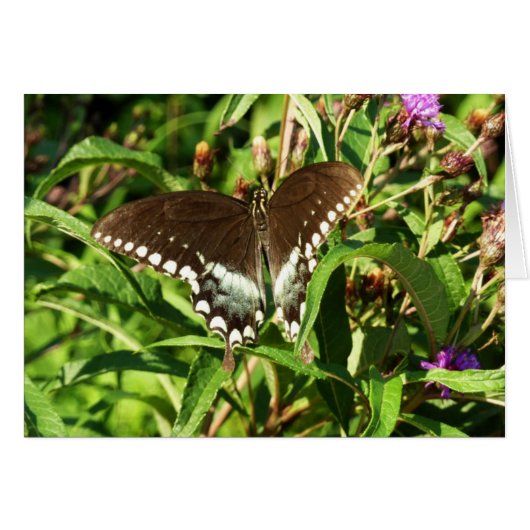 Zwarte Staartvlinder Natuurfotografie (Voorkant Horizontaal)