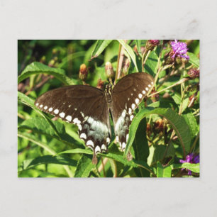 Zwarte Staartvlinder Natuurfotografie Briefkaart