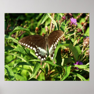 Zwarte Staartvlinder Natuurfotografie Poster